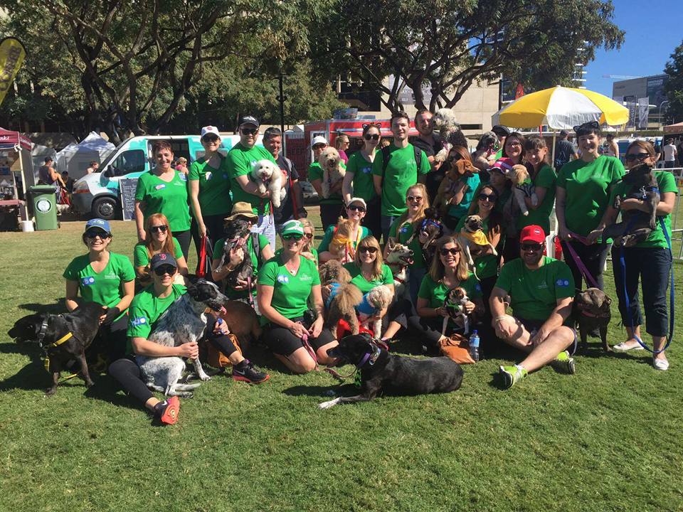2016-million-paws-walk-team