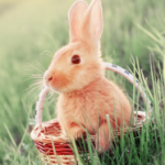 Newsletter_March_EasterBunny