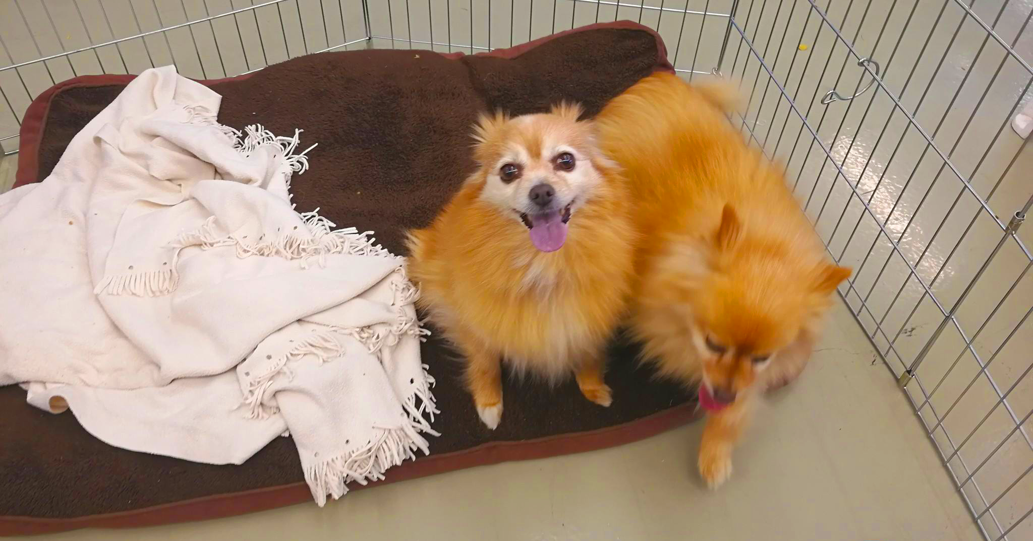 Year of the Dog- Customer Spotlight: Paws & Claws Adoption | BizCover Year of the Dog- Customer Spotlight: Paws & Claws Adoption | BizCover