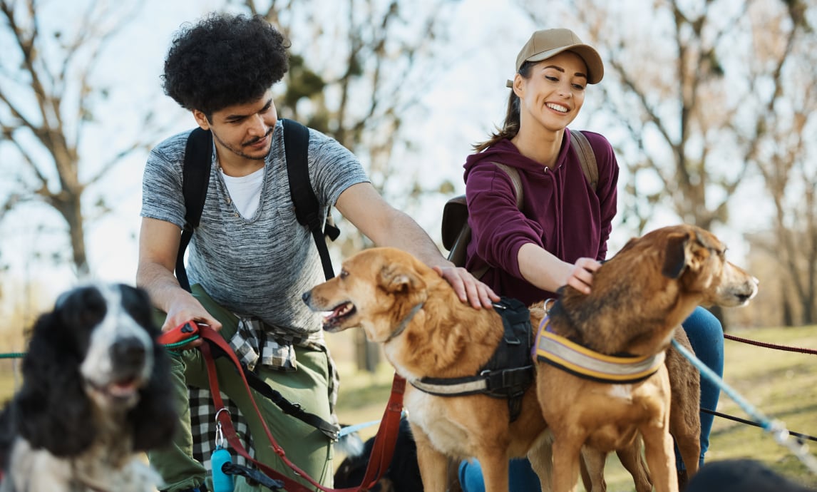 insurance for dog walkers