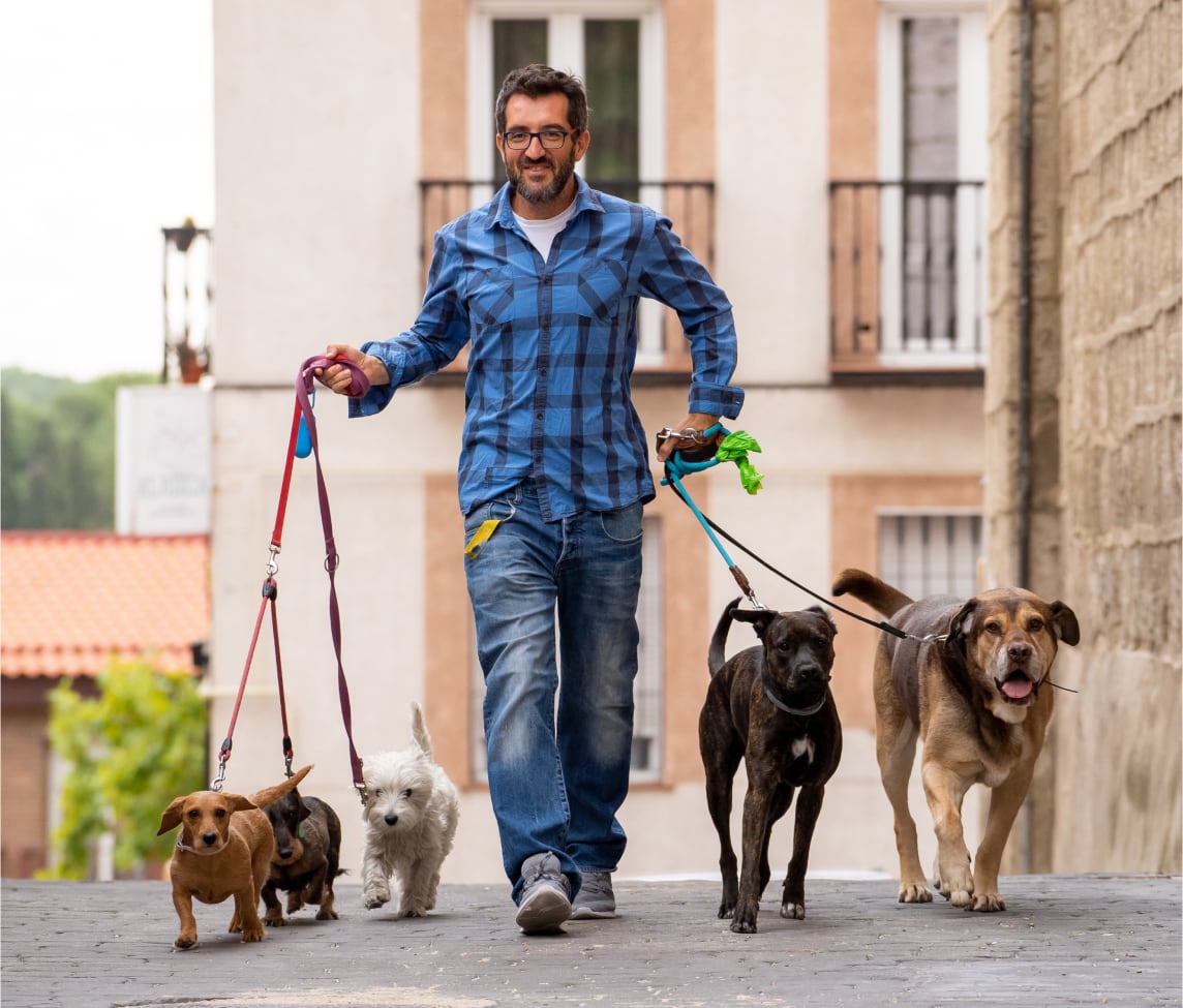 insurance for dog walkers cost