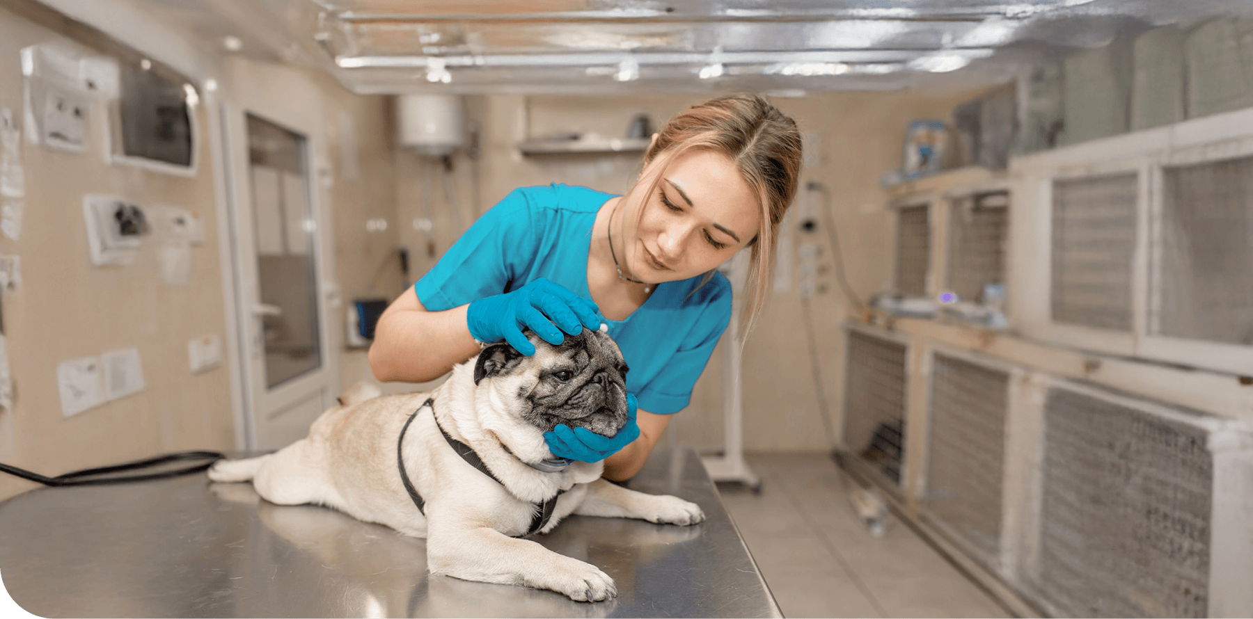 Insurance for dog grooming