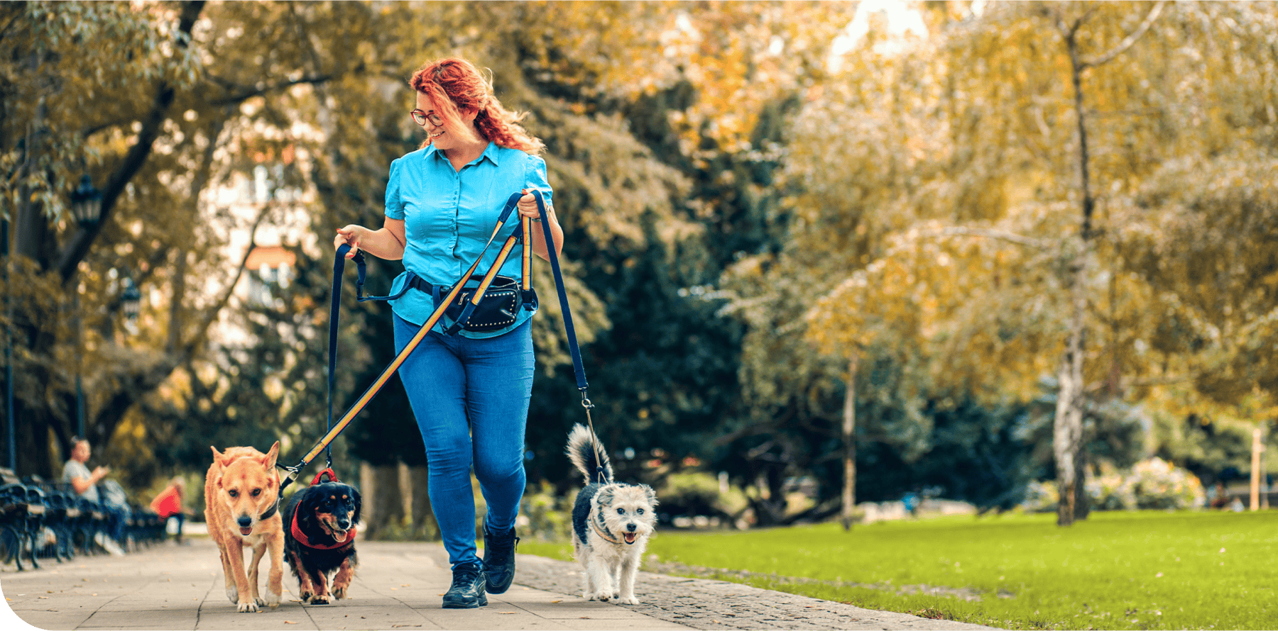 insurance for dog walkers