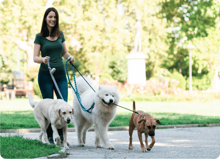 what is insurance for dog walkers